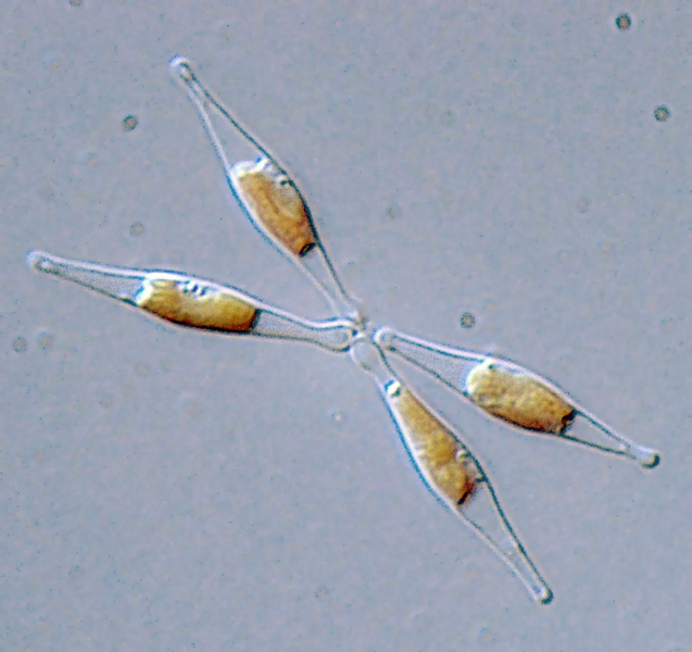 OroborosI's tweet photo. The #O2k and #HighResolutionRespirometry can be used to study #Mitochondria #respiration of #microalgae and its response to #ClimateChange
Dr Tremblay uses #SUITprotocols, SUIT-022, to study #AlternativeOxidases in #Phaeodactylum @AWI_de #ocean
#research
https://t.co/kaHEWd9yK1 https://t.co/7rajTMksDC