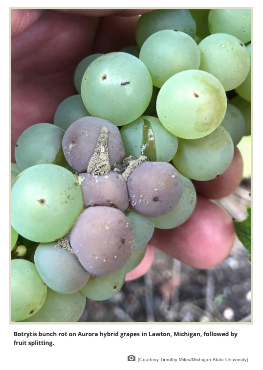 edenresearch's tweet photo. BOTRYTIS - "The disease can cause grape harvest loss of up to 100 percent." @Tmiles_MSU
Fungicide resistance is an increasing concern/reality - @goodfruitgrower - https://t.co/lHGUKpr5LJ
Rotate spray programmes and include #bio products to tackle resistance.
#IPM #Mevalone https://t.co/7n8t8Qv9cM