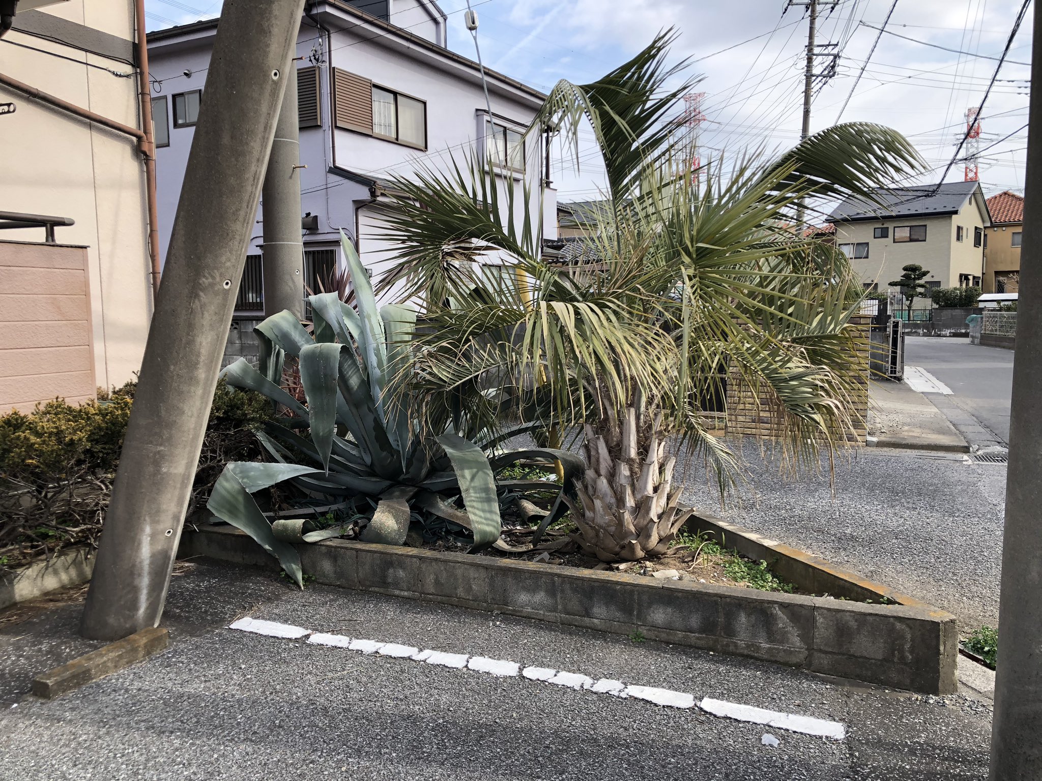 かず めっちゃでかいアロエみたいなの見つけて 調べたら アオノリュウゼツラン って植物だった アオノリュウゼツラン T Co Ugq7ljrcoe Twitter