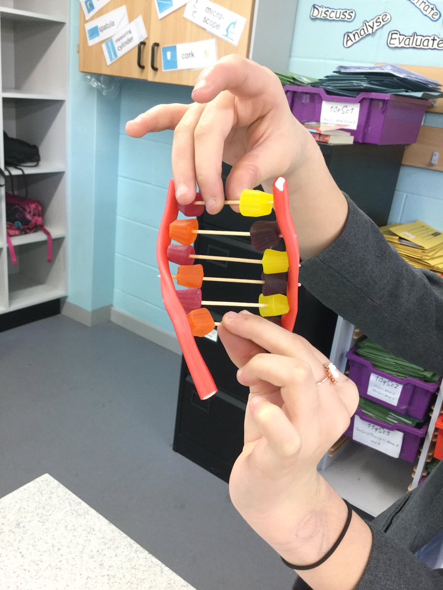 ea_science's tweet photo. Yr8 have been modelling DNA this morning #DNA #biology #sciencerocks #eascience @elizabethanac https://t.co/NGOuuzEbRj