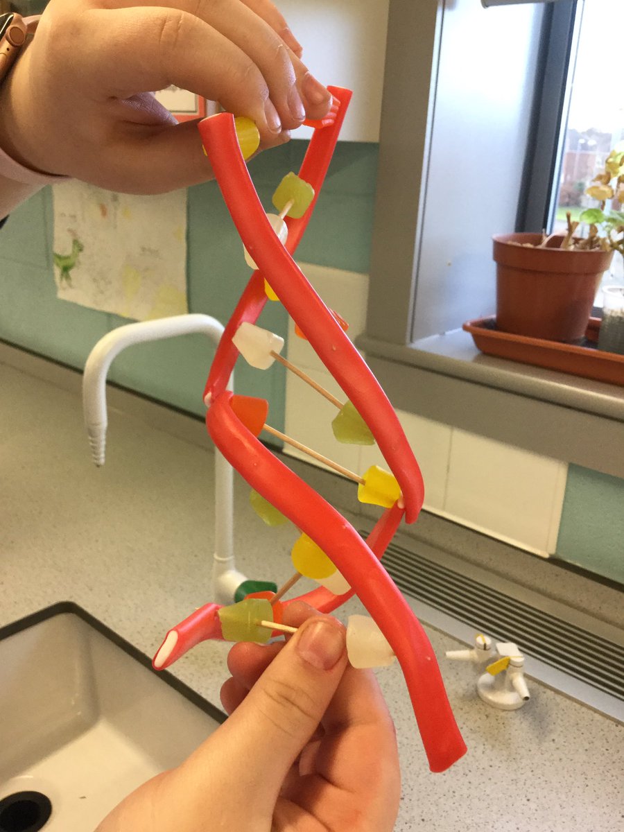 ea_science's tweet photo. Yr8 have been modelling DNA this morning #DNA #biology #sciencerocks #eascience @elizabethanac https://t.co/NGOuuzEbRj