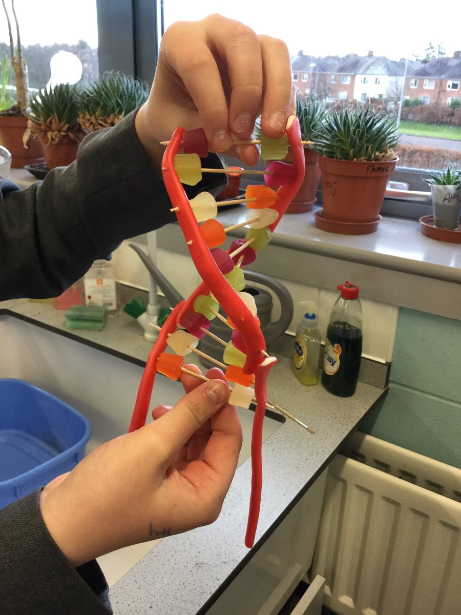 ea_science's tweet photo. Yr8 have been modelling DNA this morning #DNA #biology #sciencerocks #eascience @elizabethanac https://t.co/NGOuuzEbRj