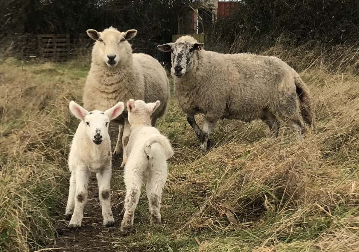 We are delighted every year to become the nursery for a neighbouring flock at this time of year. It certainly livens up the place.
