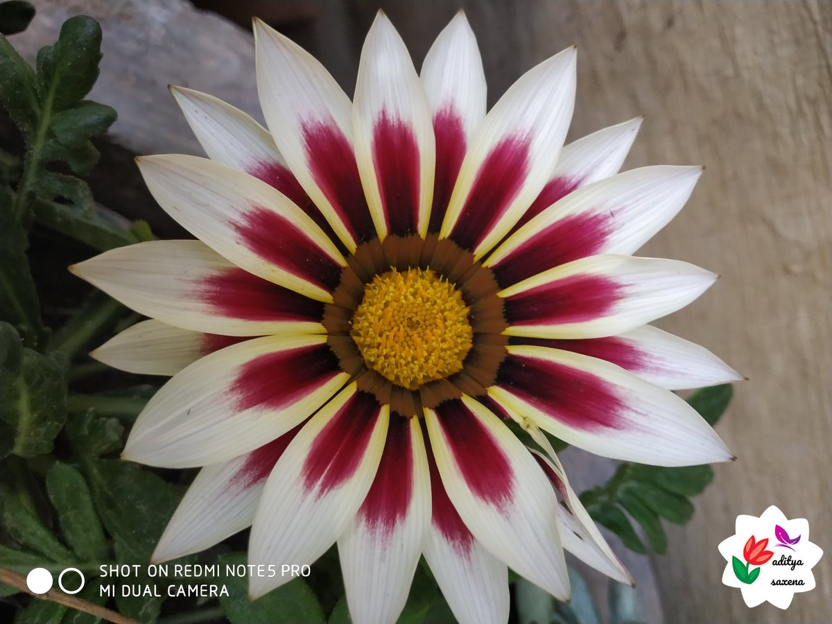 GardenLiveNow's tweet photo. Dear All Welcome I made this @GardenLiveNow to promote the importance of Plant, Tree, and Flowers in our daily life. I will tweet regarding various plant which I have collected from various places so kindly Follow, RT and Like maximum so that others can benefit too. Thanks . https://t.co/AyuXsssiDl