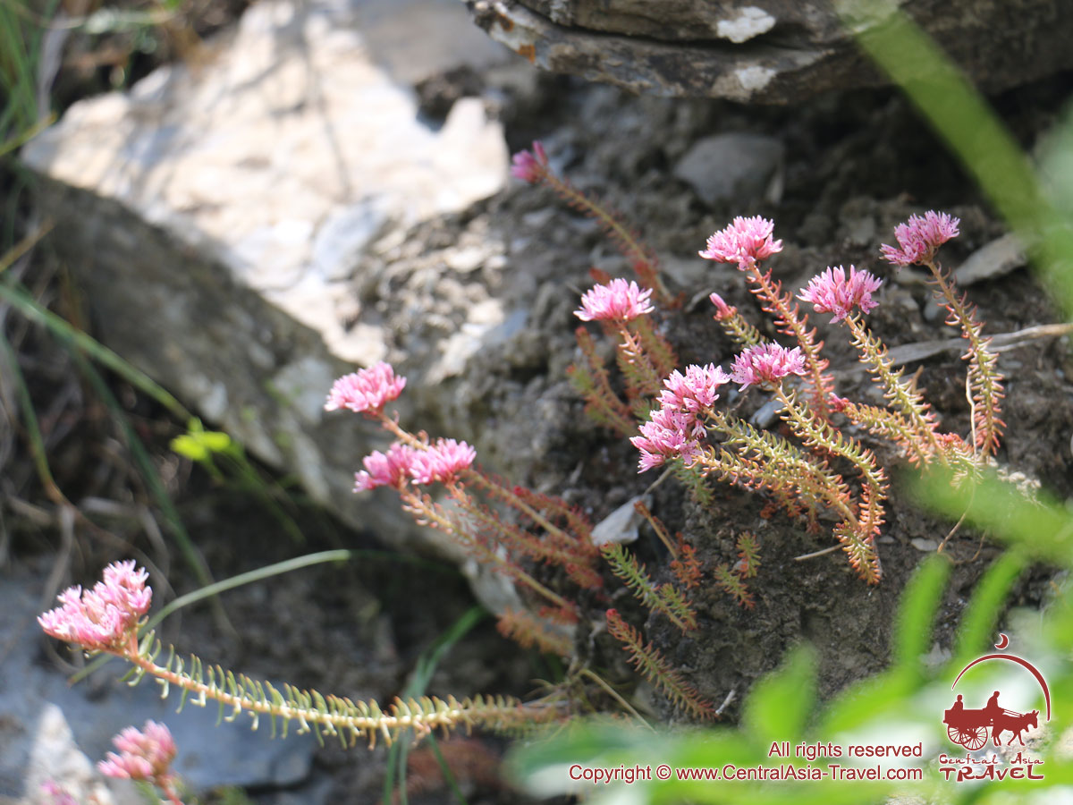 CA_Travel's tweet photo. 👣🏕Trekking in Western Tien-Shan mountains (Kyrgyzstan)
⛺️ Trekking to the grandious lake Sary-Chelek :
📌Group №1. June 28 - July 05, 2020
📌Group №2. July 26 - August 02, 2020
📌Group №3. August 30 - September 06, 2020
💲 795 USD
https://t.co/YaAnaFLqm3

#trekking #tienshan https://t.co/06WnetObPK