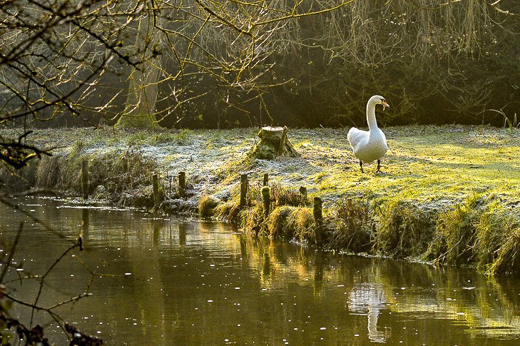 An early morning shot of a lovely swan patrolling the #riverwylye. 
@WiltshireWild @WiltsWildlife @RSPBEngland #Swans #lovewildlife #naturelover #NatureBeauty #wiltshirerivers #wiltshirelife #countrylife #countryliving