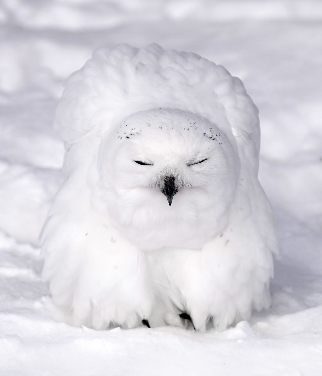 雪の中に埋もれて ほぼ背景と同化してどこにいるのかわからなくなるシロフクロウさんが本当に可愛いので 是非見てほしい Togetter