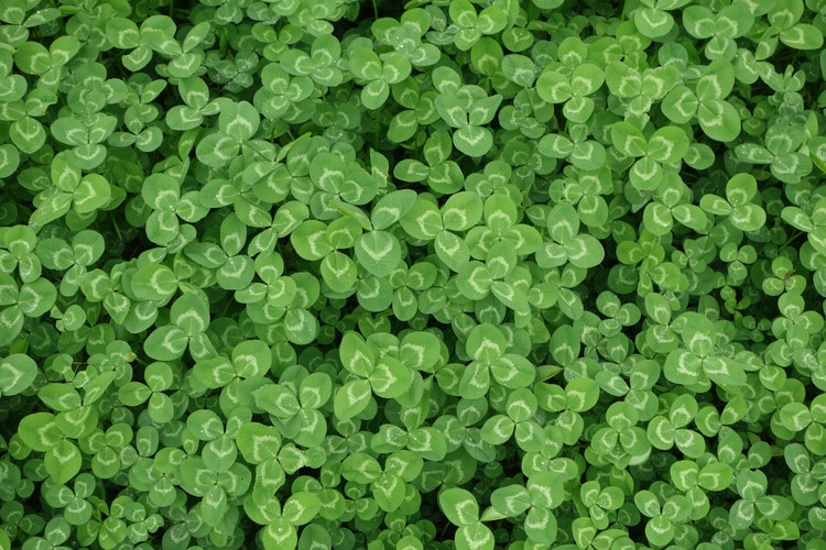 If You Feel Lucky Try These St. Patrick’s Day Promotional Products  tkomarketingsolutions.com/feel-lucky-try…