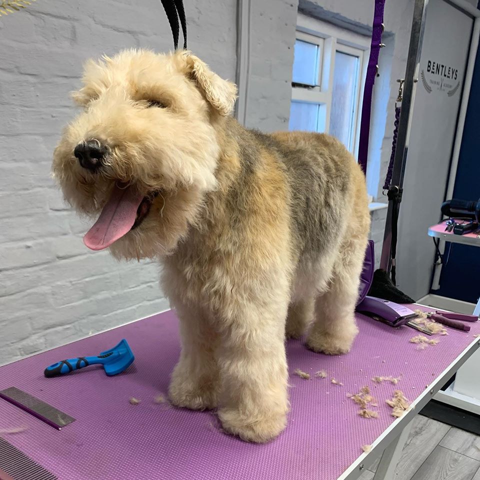 Transformation Tuesday! 😍
Look at the magic that Bentleys Dog Groomers have worked! ✨ 
Such a happy pup! 

#Gromersonline #groominguk #groomers #groomerslife #ukgroomers #lifeofagroomer #lovegrooming #doggrooming #dogslife #groominguk #transformationtuesday #tuesdays