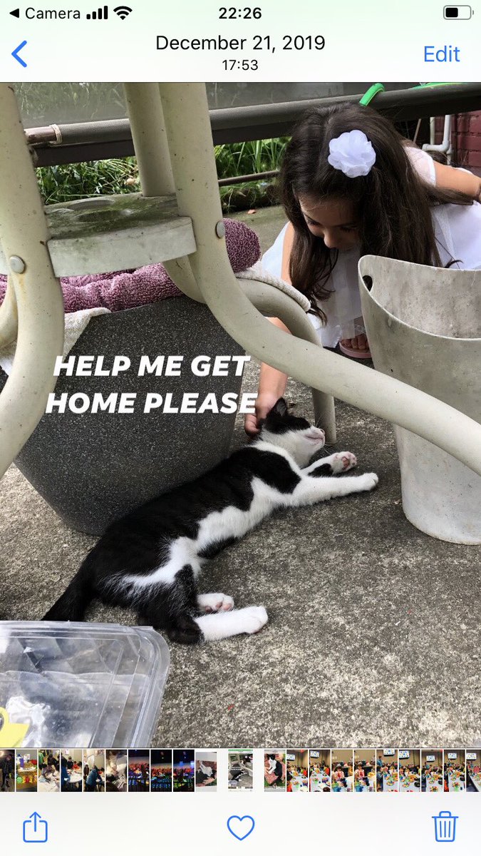 alinaefcoyne's tweet photo. Oreo was lost on Nov 28 2019.  From Mayview Cleveland 44109. If you have any info about her please. Call 216-276-0630. Thank you. She is friendly and microchipped. https://t.co/uOdrIUdFhN
