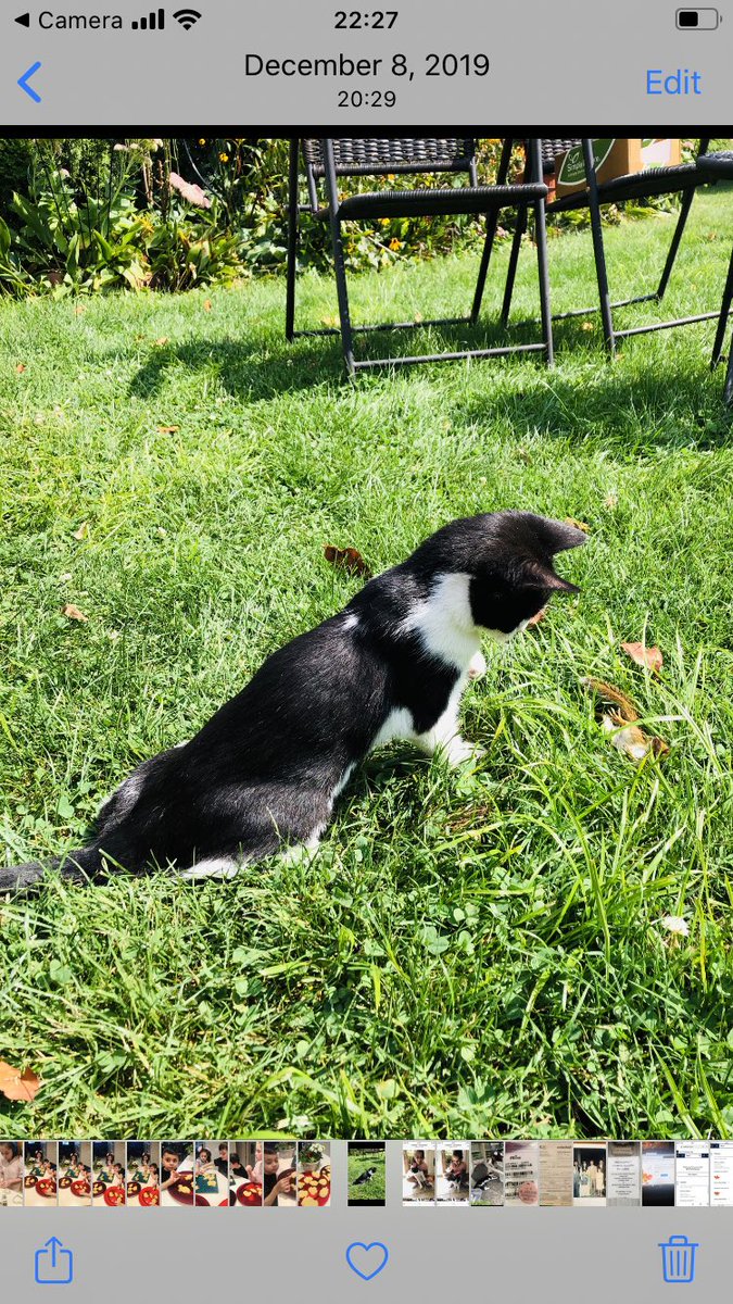 alinaefcoyne's tweet photo. Oreo was lost on Nov 28 2019.  From Mayview Cleveland 44109. If you have any info about her please. Call 216-276-0630. Thank you. She is friendly and microchipped. https://t.co/uOdrIUdFhN
