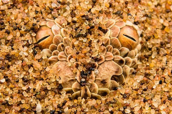 Emanuele Biggi won the inaugural Close-up Photographer of the Year with this photograph of a Peringuey’s adder, taken in Namibia.