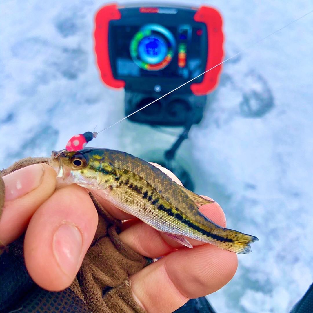 What’s everyone’s smallest catch?!