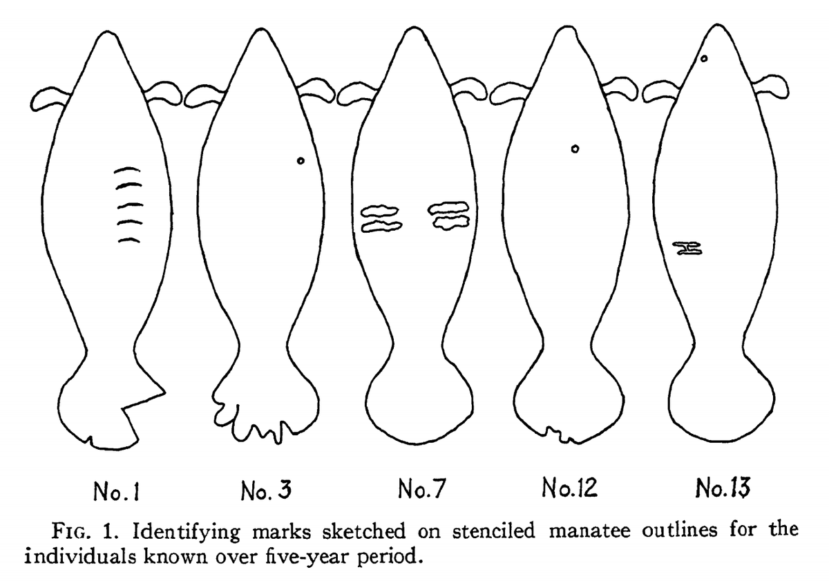 HImanatees's tweet photo. Joseph C Moore, park biologist @EvergladesNP, was first researcher to note that manatee scar patterns could be used to ID individuals. Sadly, we still use scar patterns to ID manatees at HBOI. Image is from his 1956 paper:https://t.co/m6EuMIaCcp https://t.co/0dFa31pY8L