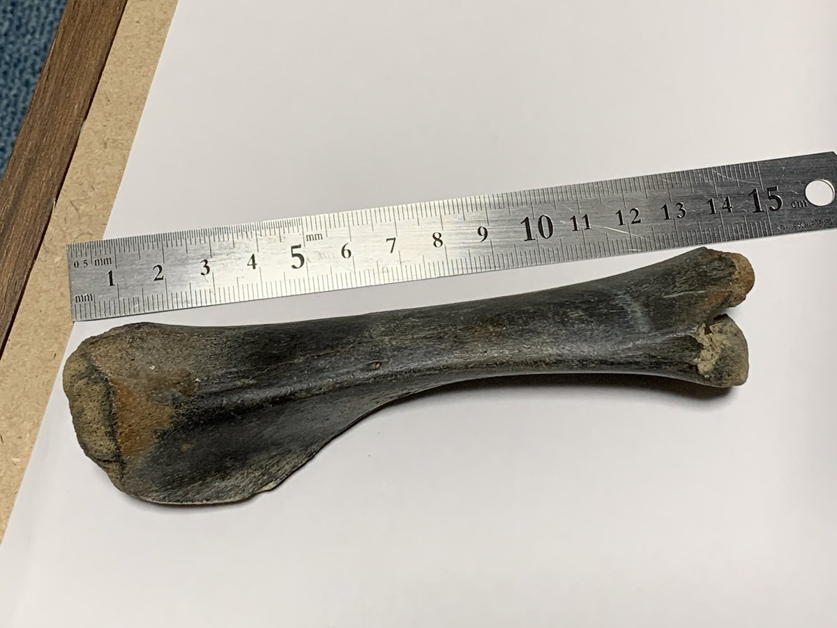 「これ、なんの骨だろう??わかる方いますか?妹が江ノ島でビーチコーミングしててみつ」|ヒカリタケウチのイラスト