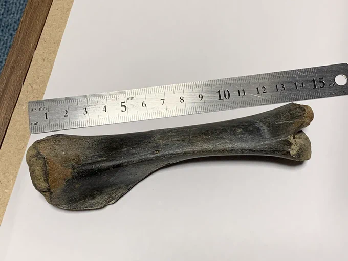 これ、なんの骨だろう??わかる方いますか?妹が江ノ島でビーチコーミングしててみつけたものらしいです。結構でかい… 