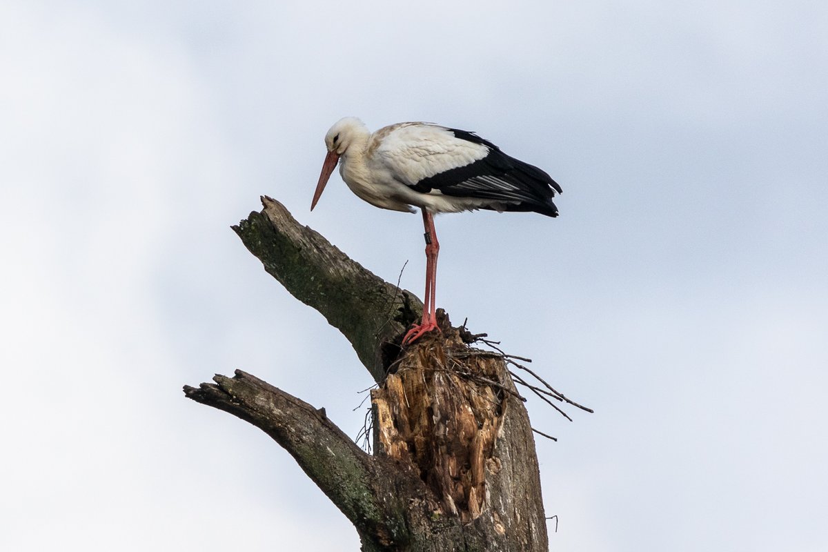 Storch auf Baum ohne Nest