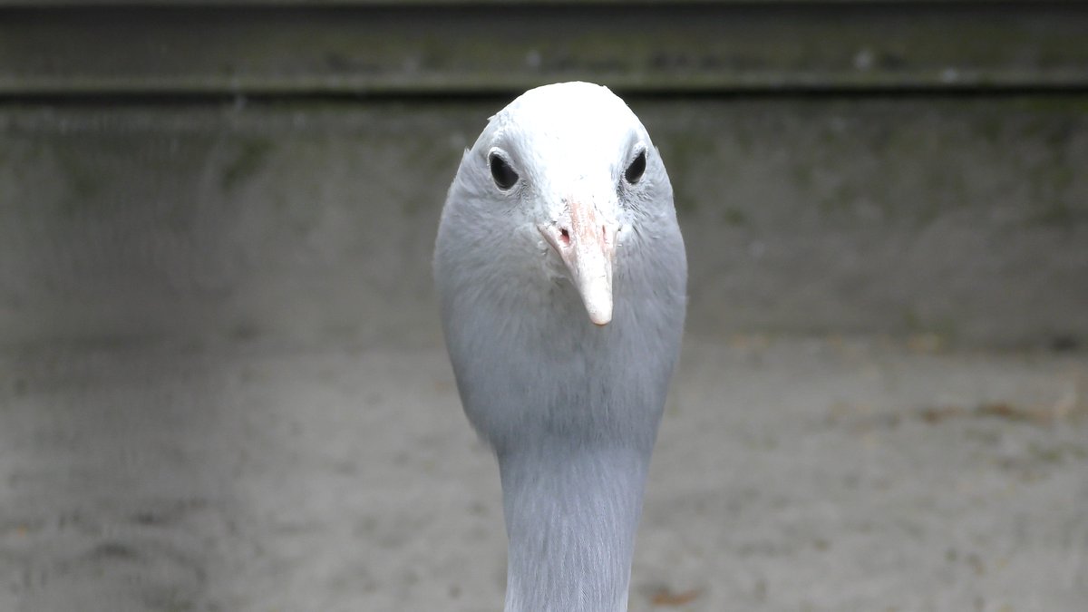 Snow ツクシかな 平川動物公園 ハゴロモヅル T Co Ugto9jz02j Twitter Snow ツクシかな 平川動物公園 ハゴロモヅル T Co Ugto9jz02j Twitter