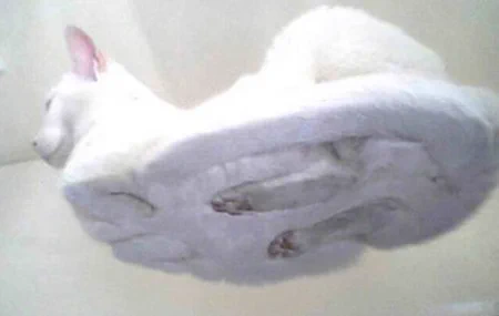 猫特有の座り方「香箱座り」が可愛いｗｗ見てるだけで癒されるｗｗ
