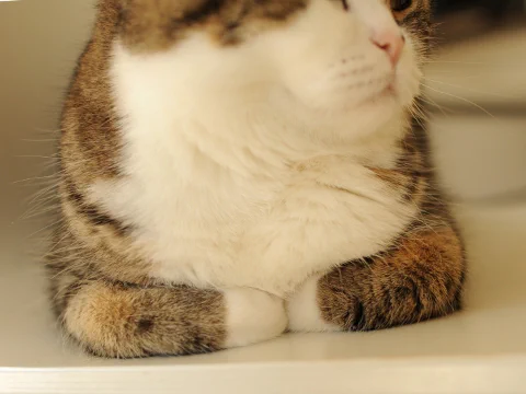 猫特有の座り方「香箱座り」が可愛いｗｗ見てるだけで癒されるｗｗ