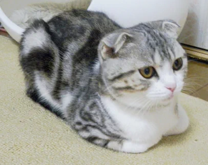 猫特有の座り方「香箱座り」が可愛いｗｗ見てるだけで癒されるｗｗ