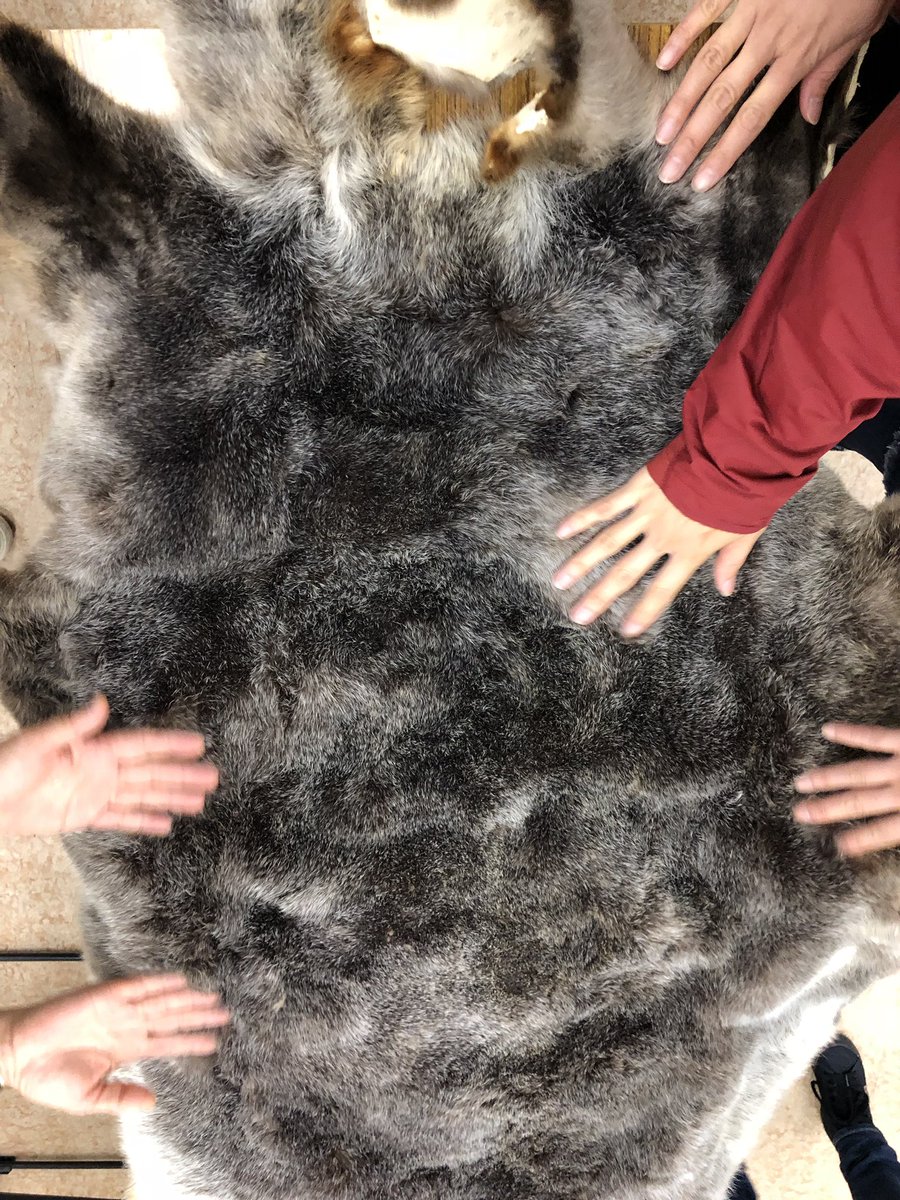 今更ながらラッコのチャッピーの毛皮をあげます。 チャッピーは1987年