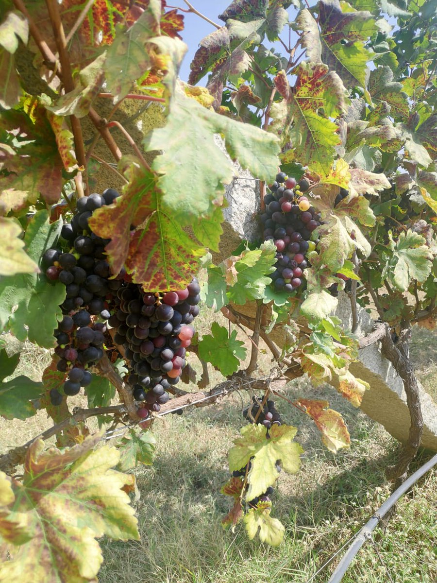baizalla's tweet photo. We here at @FasalOfficial design precise irrigation management strategy for grapevine for each growth stage using microclimate data. Our intelligence can save irrigation upto 50% in comparison to traditional irrigation practices. #preciseirrigation #vineyards #grapevine #AI #IoT https://t.co/398PpDZ0sx