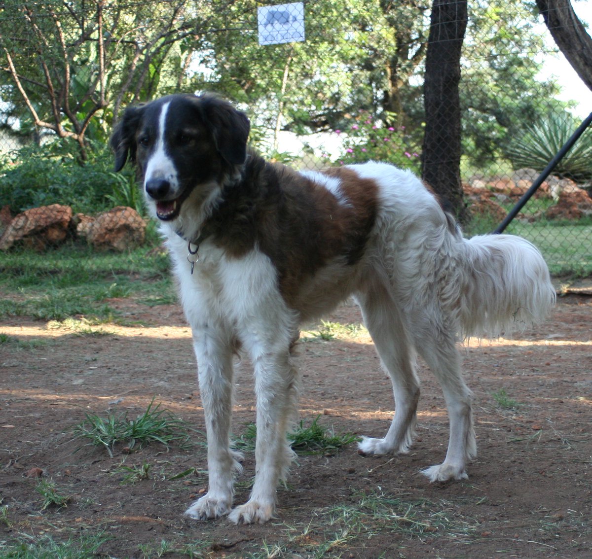 borzoi border collie mix