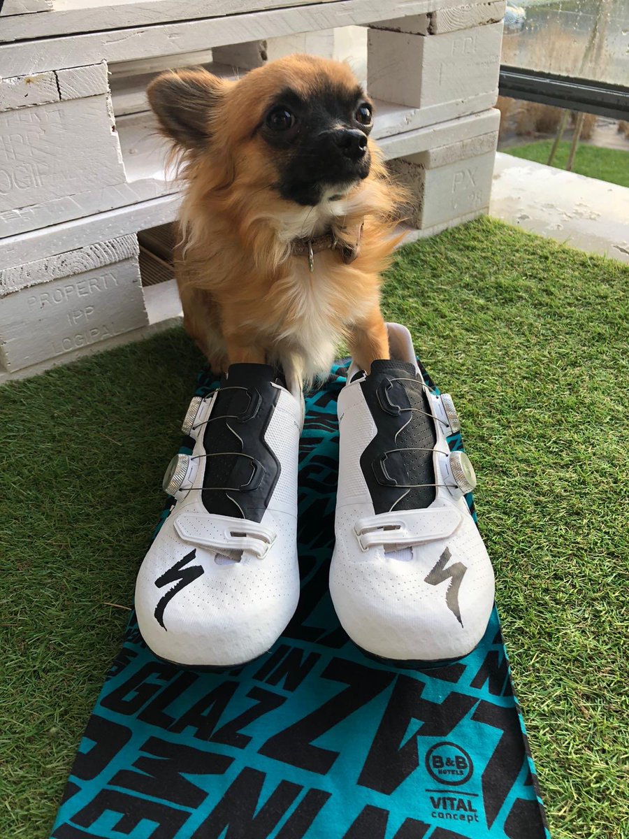 JustinMottier's tweet photo. En 2020, @iamspecialized aux pieds ! 🤤🤙🏼🔥 #MenInGlaz #sw7 #sworks7 #ThereIsNoTry

(Et j’en connais un qui les a déjà adopté ! 🐶) https://t.co/mtNQYY4YoG