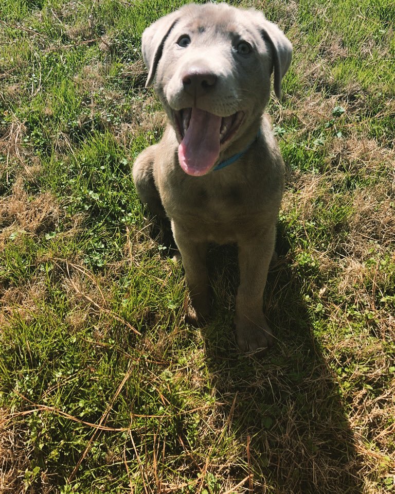 technicalmarve's tweet image. Meet Elvis #silverlabrador