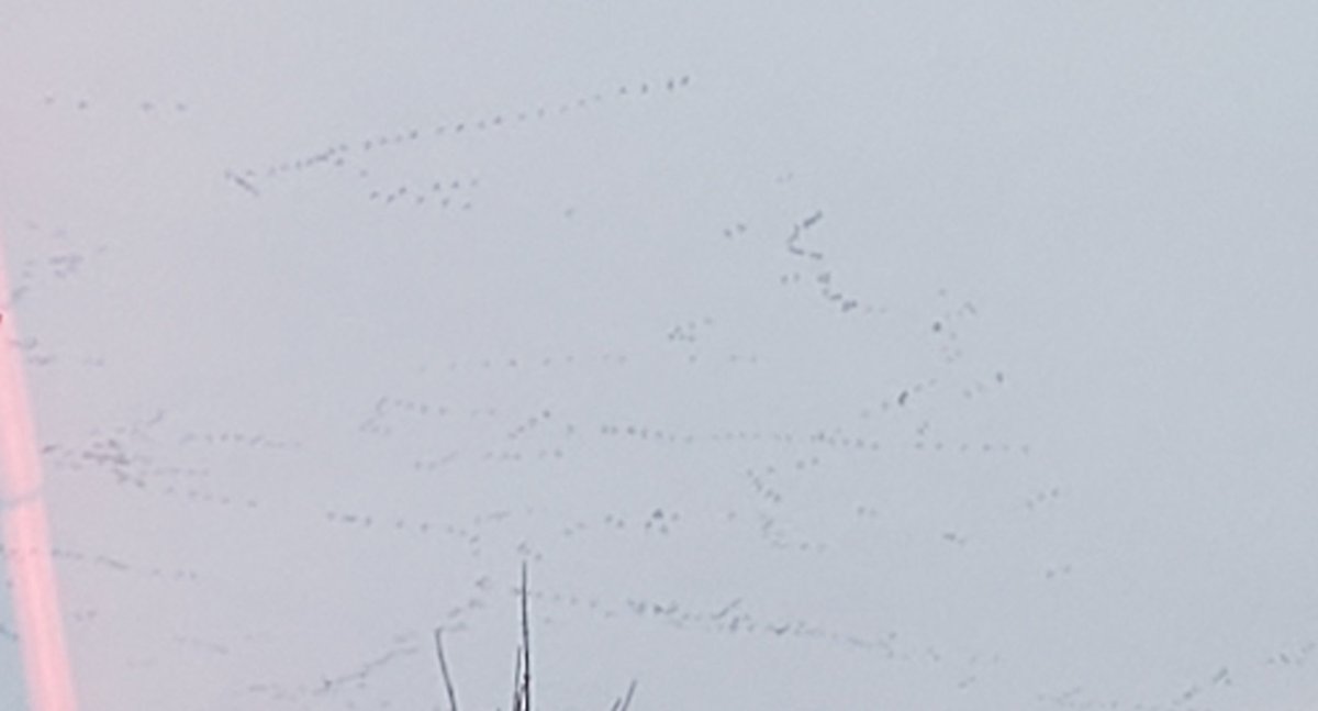 I wonder whar's flying ??