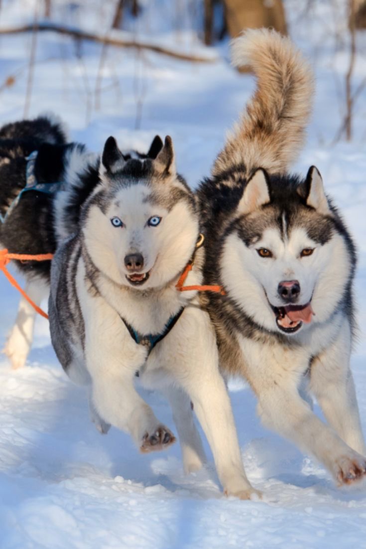 タチアーナ 犬ぞりのシベリアンハスキー ロシアの冬は犬ぞり体験ができるところもあります ハスキー犬は力強いですね