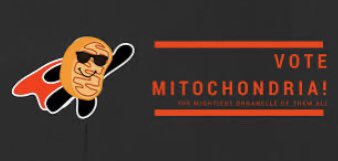 haha_with's tweet photo. Vote #Themitochrondria at the #organelleelection2020, don’t vote @cellmem60499742, their weak on immigration https://t.co/PUtqjsidvn