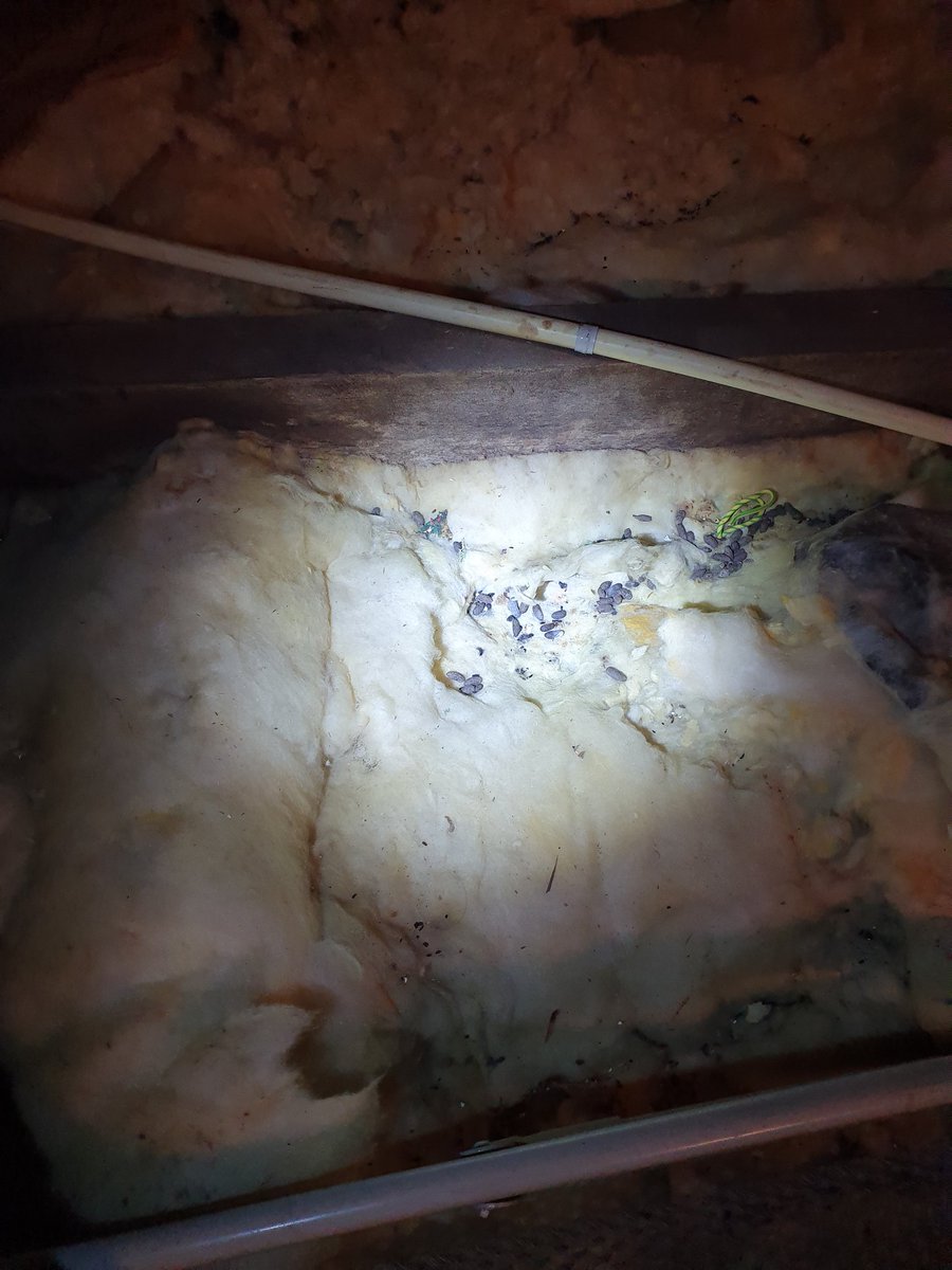 Glaswol.. een perfecte huisvesting voor knaagdieren zoals muizen en ratten.