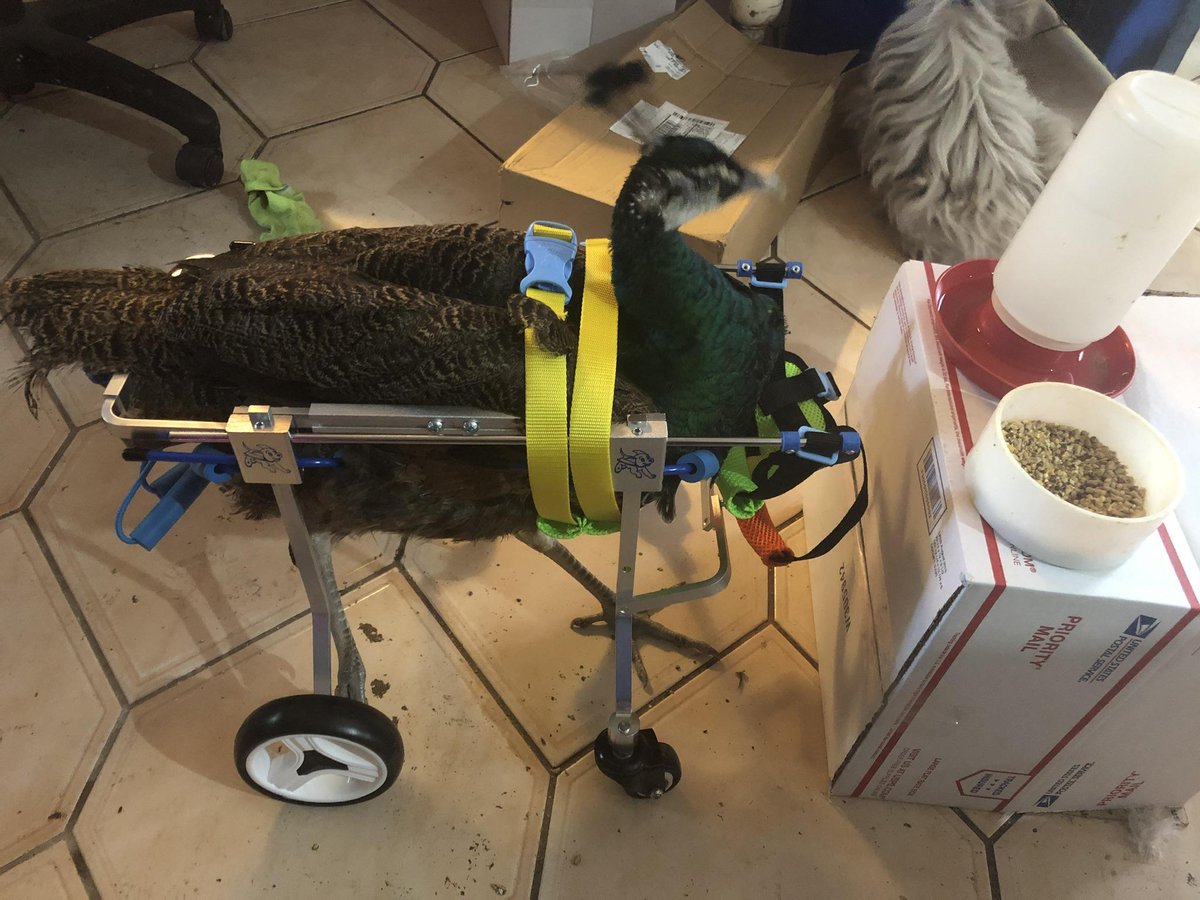 Made a wheelchair for disabled peacock of mine.