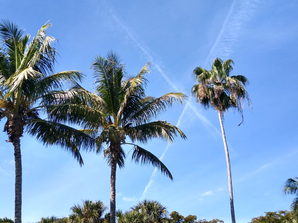 Palm trees with contrails behind them.