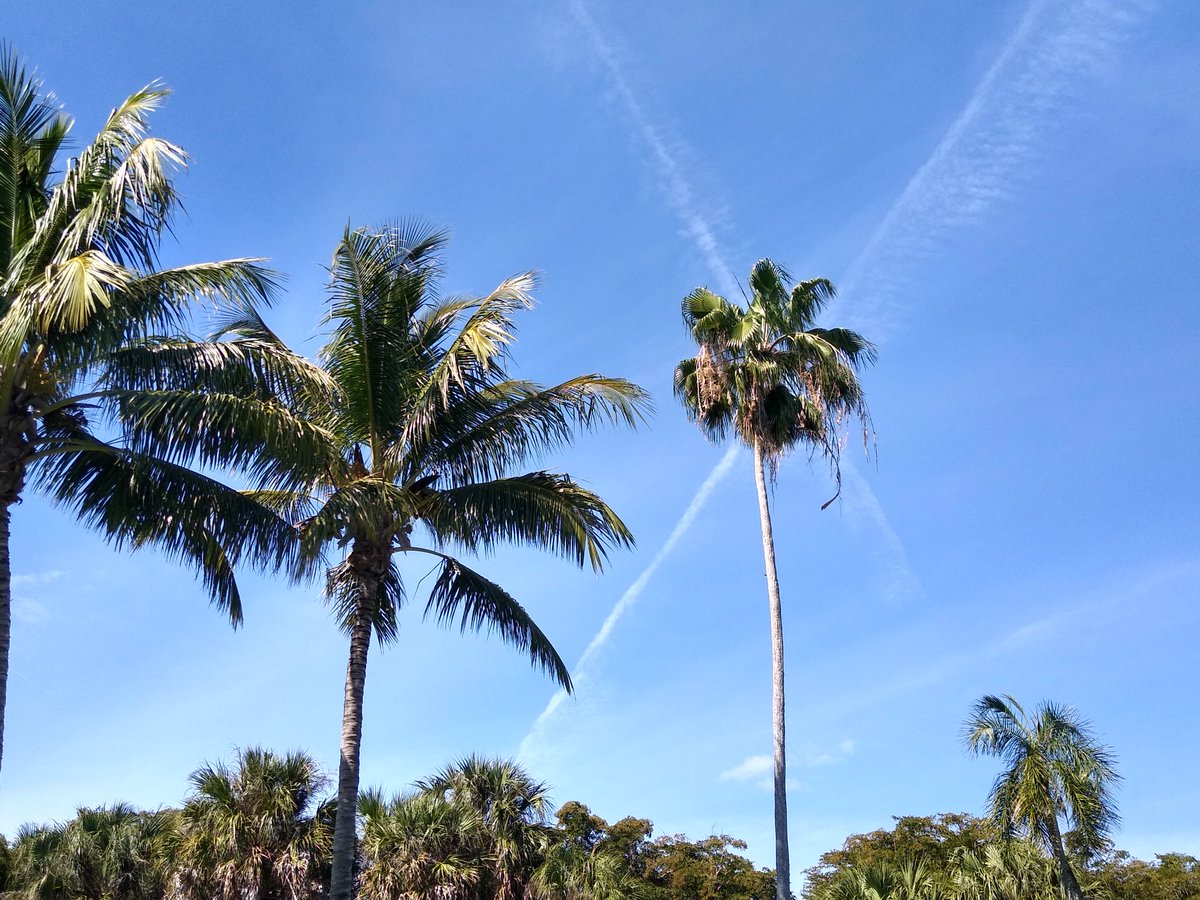 Palm tree with contrail making X behind it