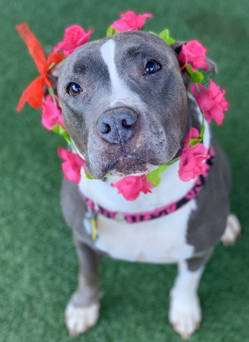 Sacramento SPCA tweet media