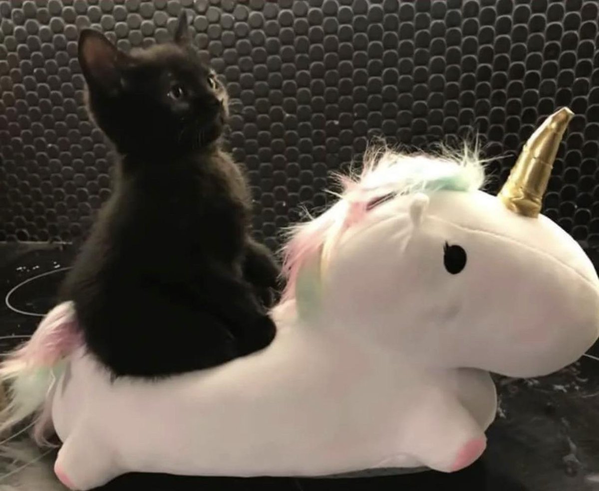 Ready to take over the world