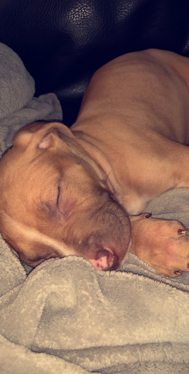 Probably the best/worst decision I have made recently is acquiring this beauty pit 🐾 Meet Aria: