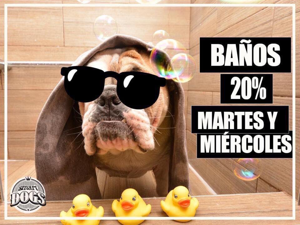 Smart Dogs tweet media