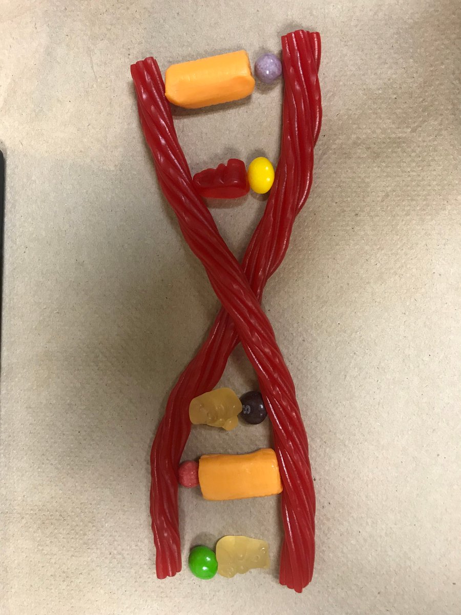LeRoySTEM's tweet photo. We are starting our discussion on DNA and GMOs. Check out #LHSSTEM edible strands of DNA. https://t.co/abHw611Jj9