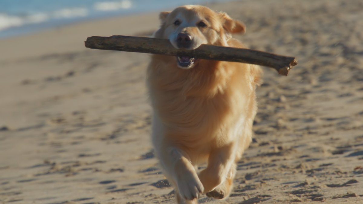 WeatherTech's tweet image. The team at @UWvetmed changed Scout&apos;s life. You can change the lives of other pets with your generous donation: weathertech.com/donate/petsmak…

#WorldCancerDay #PetsMakeaDifference