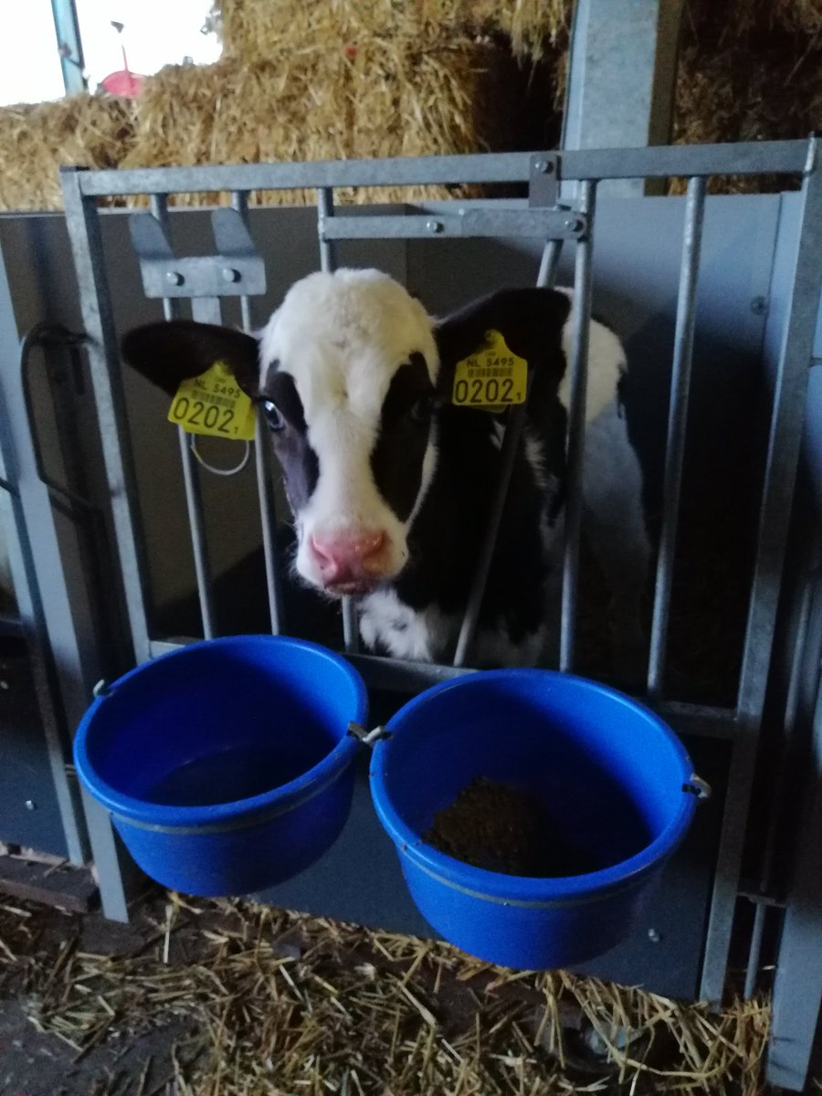 Margje24's tweet photo. Jopie 1026 geboren op 02-02-2020 https://t.co/7FHdAeDMoi