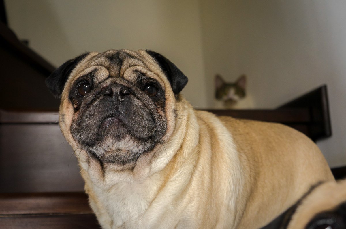 Maurice_the_Pug's tweet photo. Who is in the photo? 📸#👀😂
#mauricethepug #bubblethepug #mitzithecat https://t.co/aYVZqssck9
