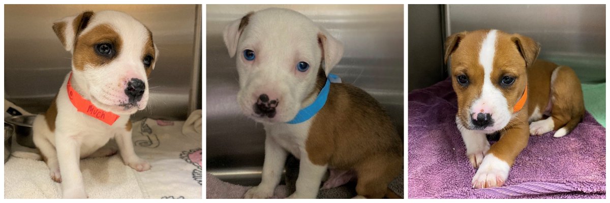 We have puppies! Bagel, Sky and Winnie are nine week old pittie mixes, full of happy puppy energy. They're looking for foster or forever homes in the L.A. area. Find out more about them at muchlove.org. #adopt #rescue #puppies