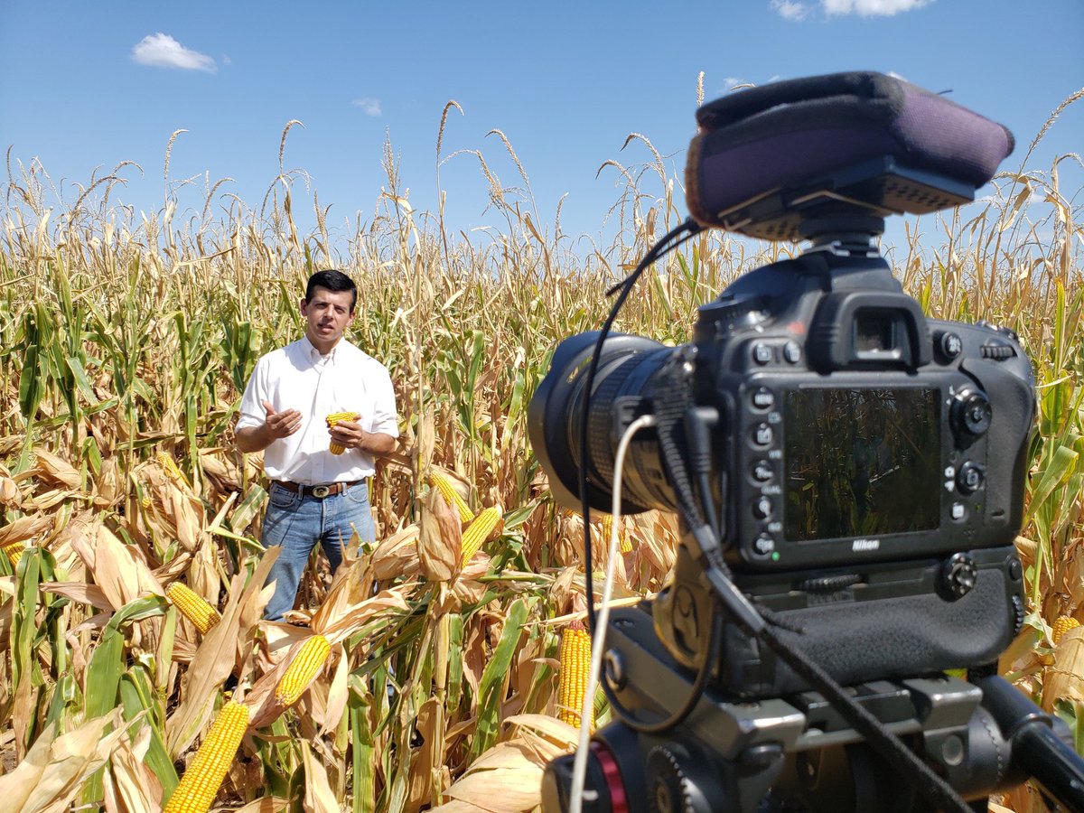 PalabraRural's tweet photo. Impresionante respuesta de maices @PioneerSemillas en Traslasierra.
La novedad es el híbrido P2089VYHR, protegido por Letra, con altísimo potencial de rinde y ciclo intermedio-corto. https://t.co/3X3WWVn9px