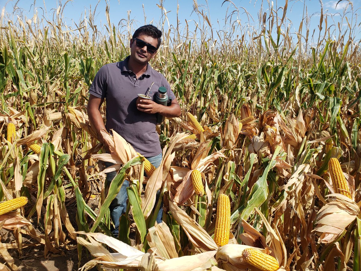 PalabraRural's tweet photo. Impresionante respuesta de maices @PioneerSemillas en Traslasierra.
La novedad es el híbrido P2089VYHR, protegido por Letra, con altísimo potencial de rinde y ciclo intermedio-corto. https://t.co/3X3WWVn9px
