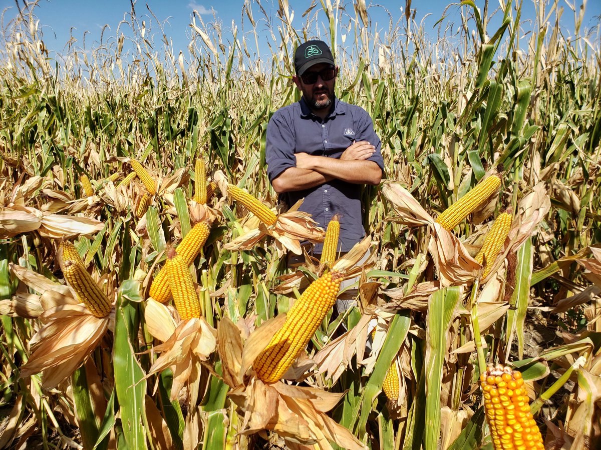 PalabraRural's tweet photo. Impresionante respuesta de maices @PioneerSemillas en Traslasierra.
La novedad es el híbrido P2089VYHR, protegido por Letra, con altísimo potencial de rinde y ciclo intermedio-corto. https://t.co/3X3WWVn9px
