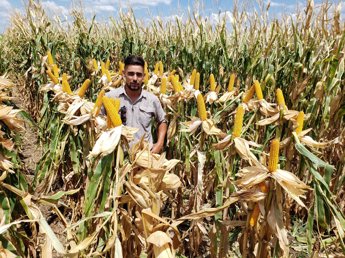 PalabraRural's tweet photo. Impresionante respuesta de maices @PioneerSemillas en Traslasierra.
La novedad es el híbrido P2089VYHR, protegido por Letra, con altísimo potencial de rinde y ciclo intermedio-corto. https://t.co/3X3WWVn9px